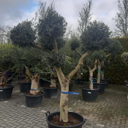 Olijfboom - Olea Europaea Pon Pon