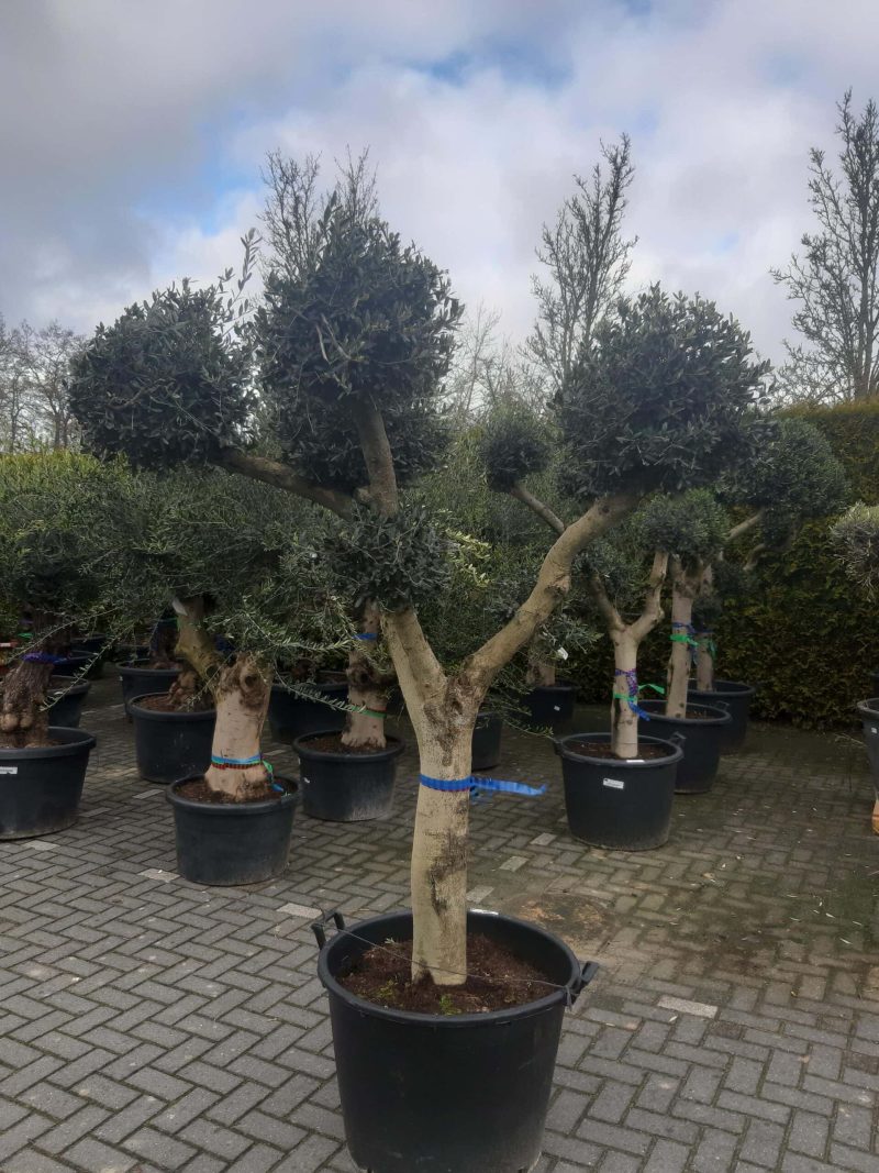 Olijfboom - Olea Europaea Pon Pon