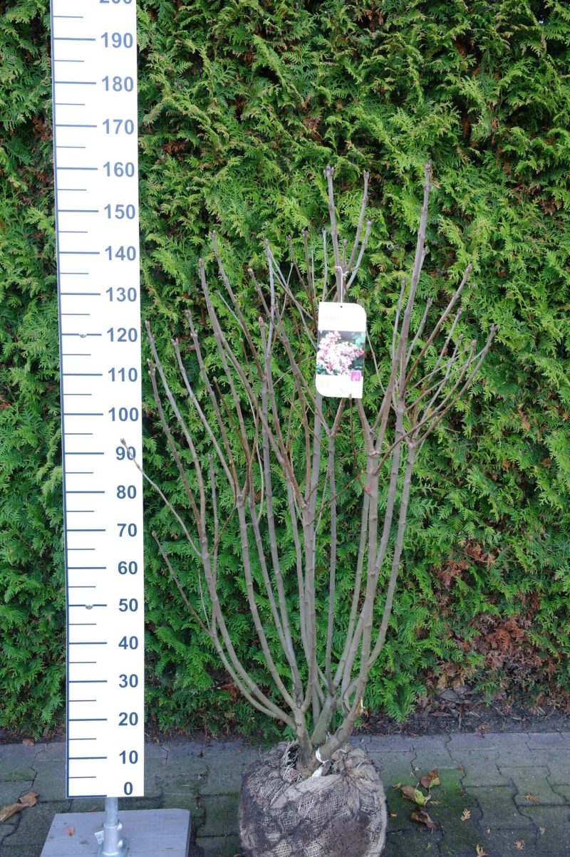 Syringa vulgaris Hybride 'Beauty of Moskou'