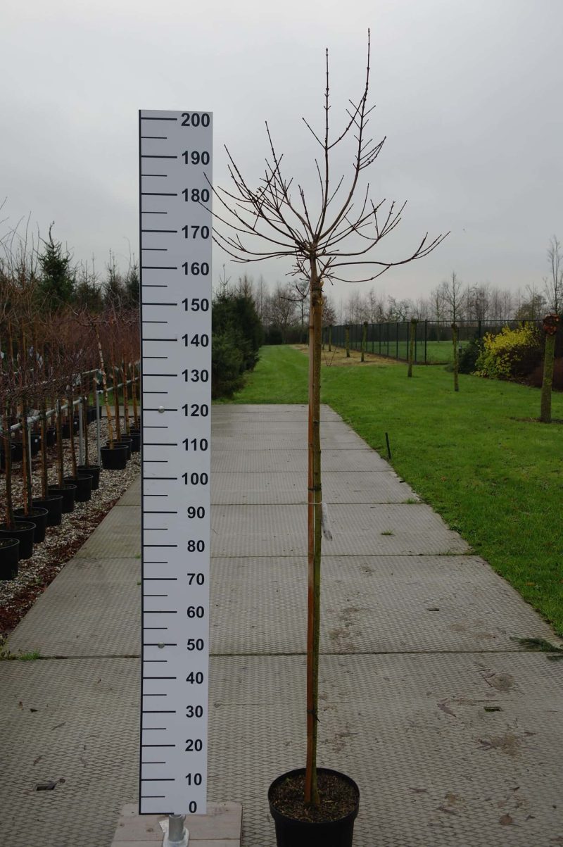 Acer 'Ample Surprice' op stam