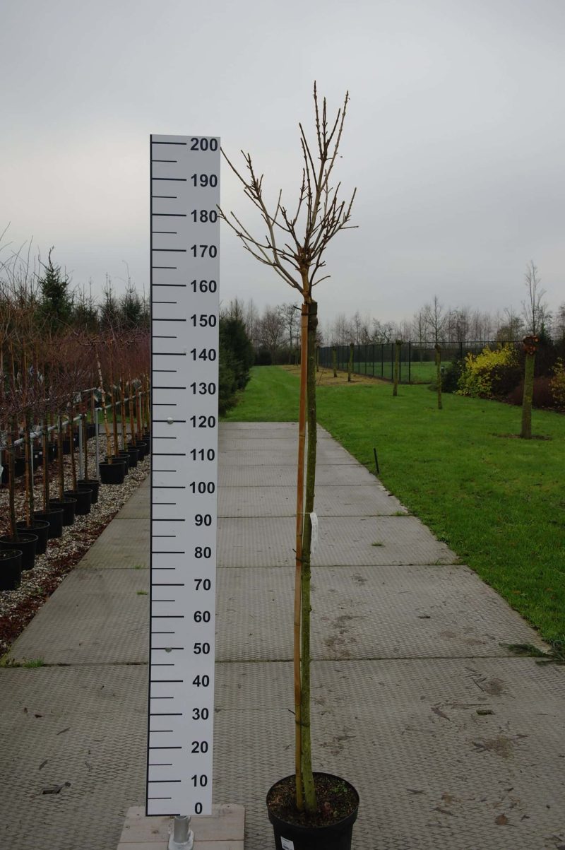 Acer pseudoplatanus 'Brilliantissimum' (Gewone esdoorn)