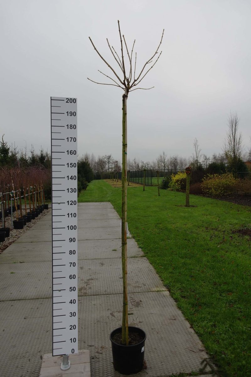 Acer pseudoplatanus 'Esk Sunset' (Gewone esdoorn)