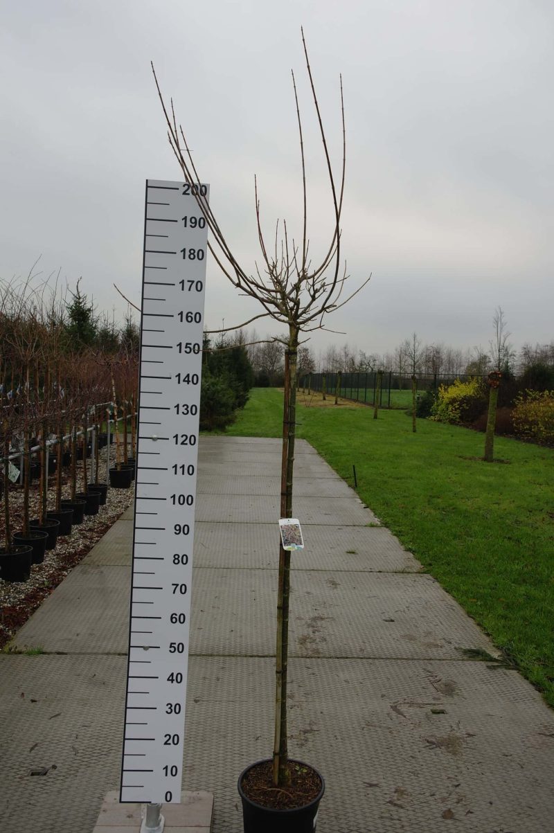 Acer negundo 'Flamingo' (Vederesdoorn)
