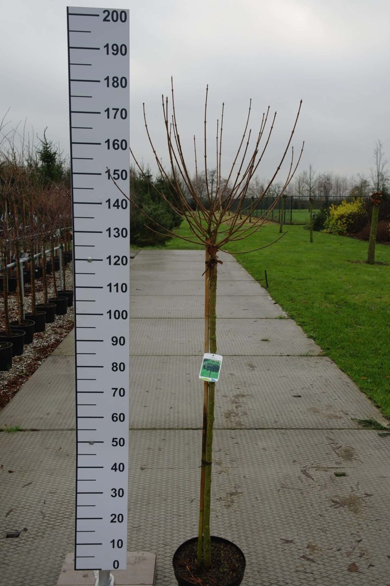 Acer Campestre 'Nanum' (Veldesdoorn)