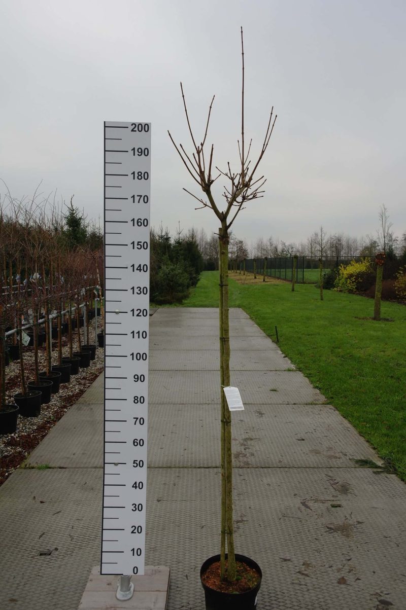 Acer Platanoides 'Paldiski' (Noorse esdoorn)