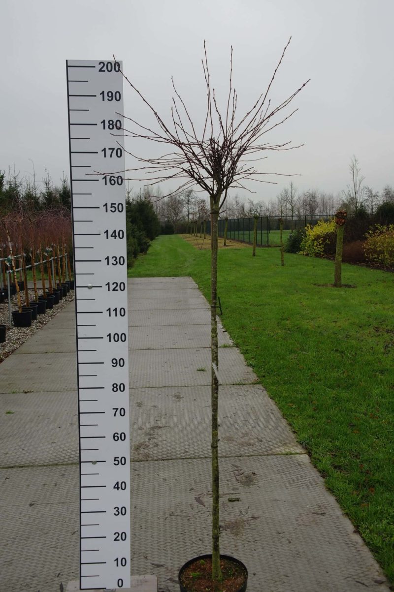 Amelanchier Ovalis 'Helvetia'