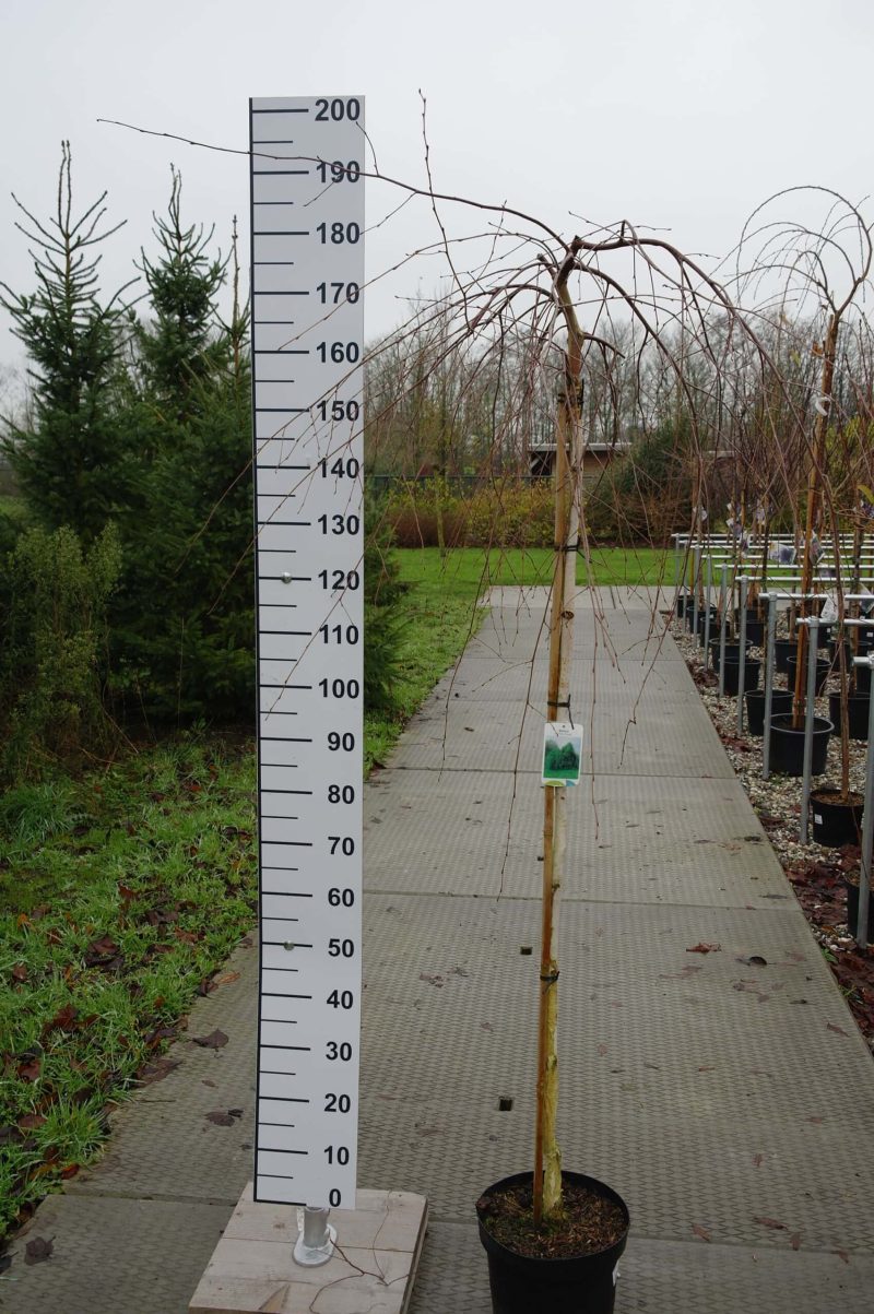 Betula Pendula 'Youngii'
