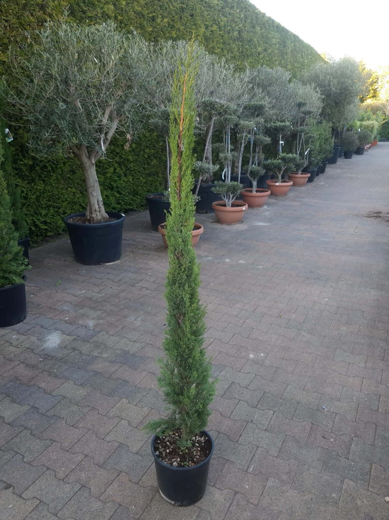 Cupresses Sempervirens