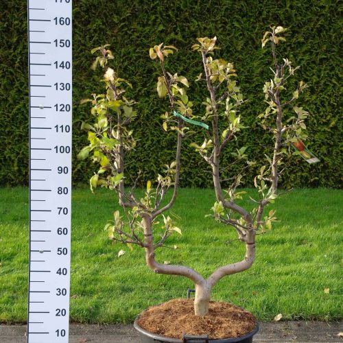 Malus domestica 'Elstar' appelboom leivorm
