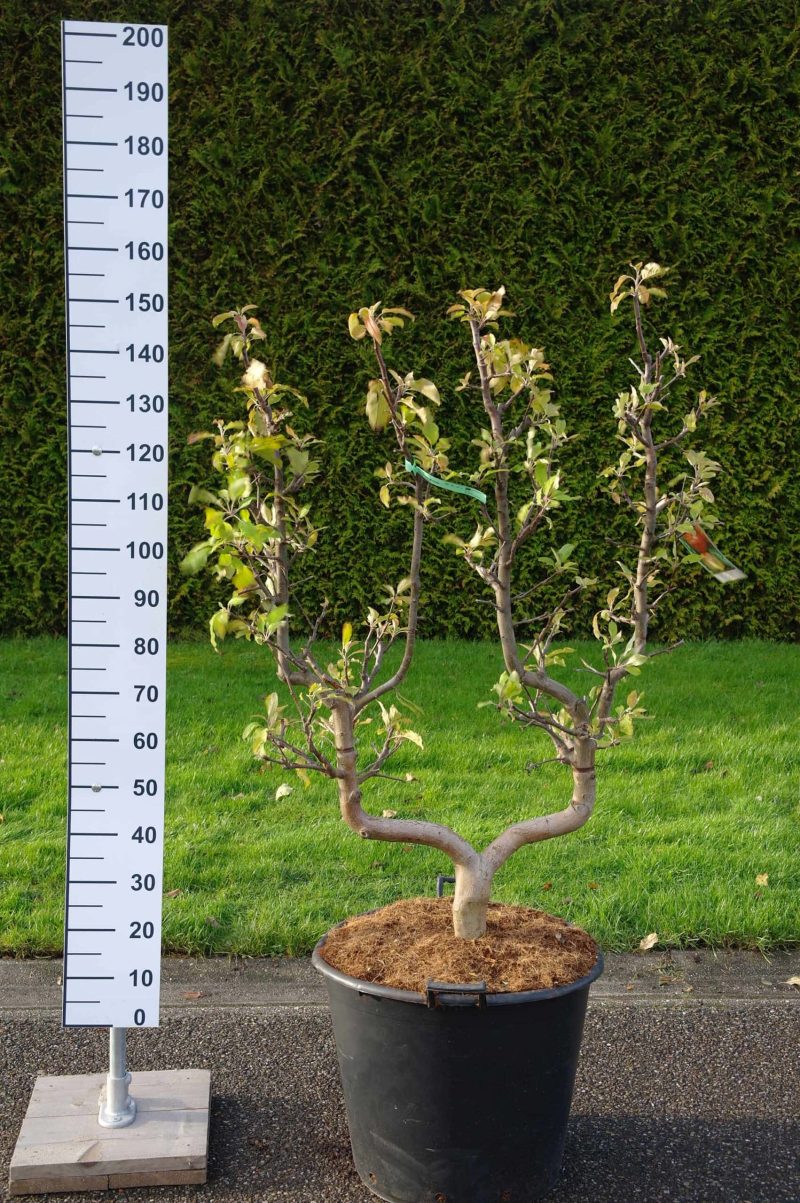 Malus domestica 'Elstar' appelboom leivorm