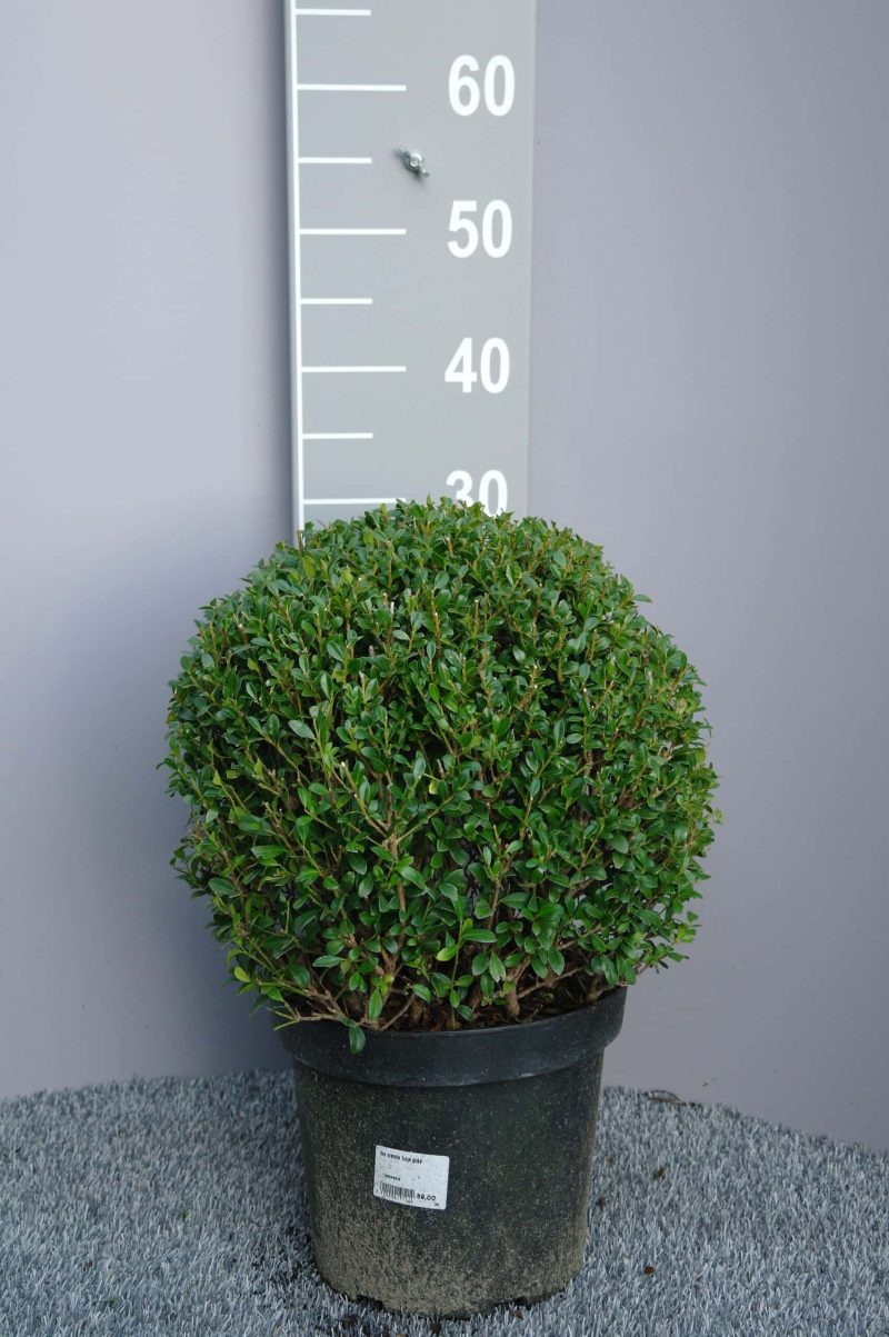Ilex Crenata 'Luxes Globe'®