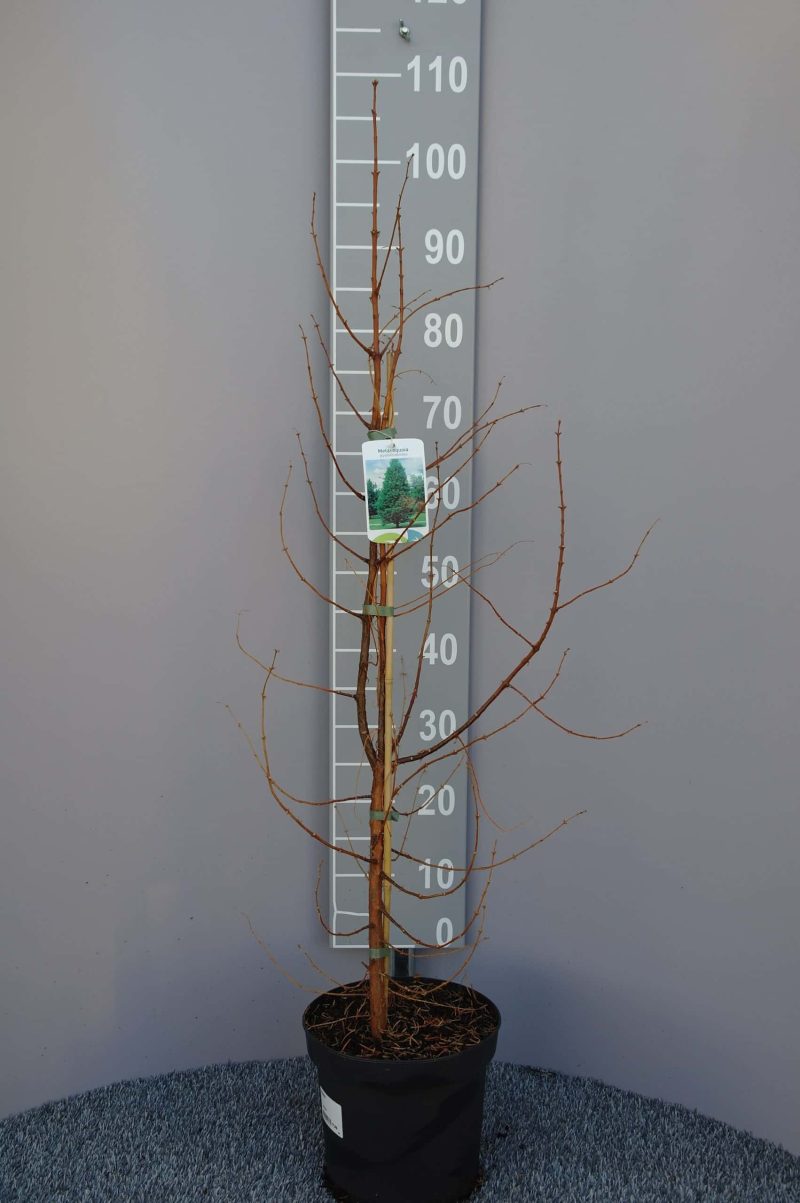 Metasequoia Glyptostroboides