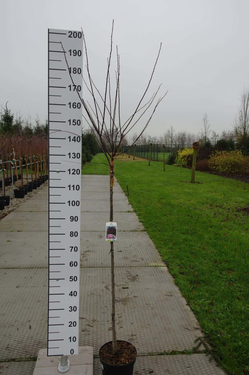Prunus Cerasifera Nigra