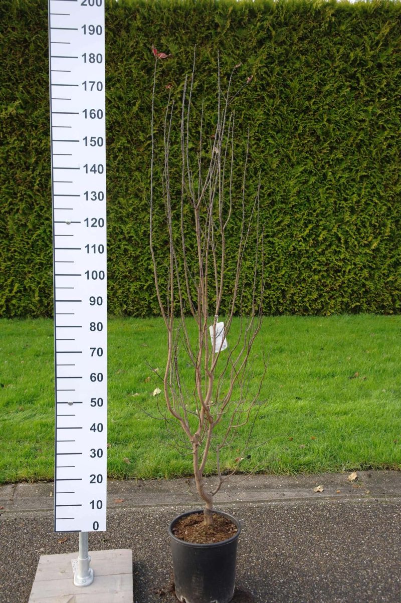 Prunus Cerasifera Nigra