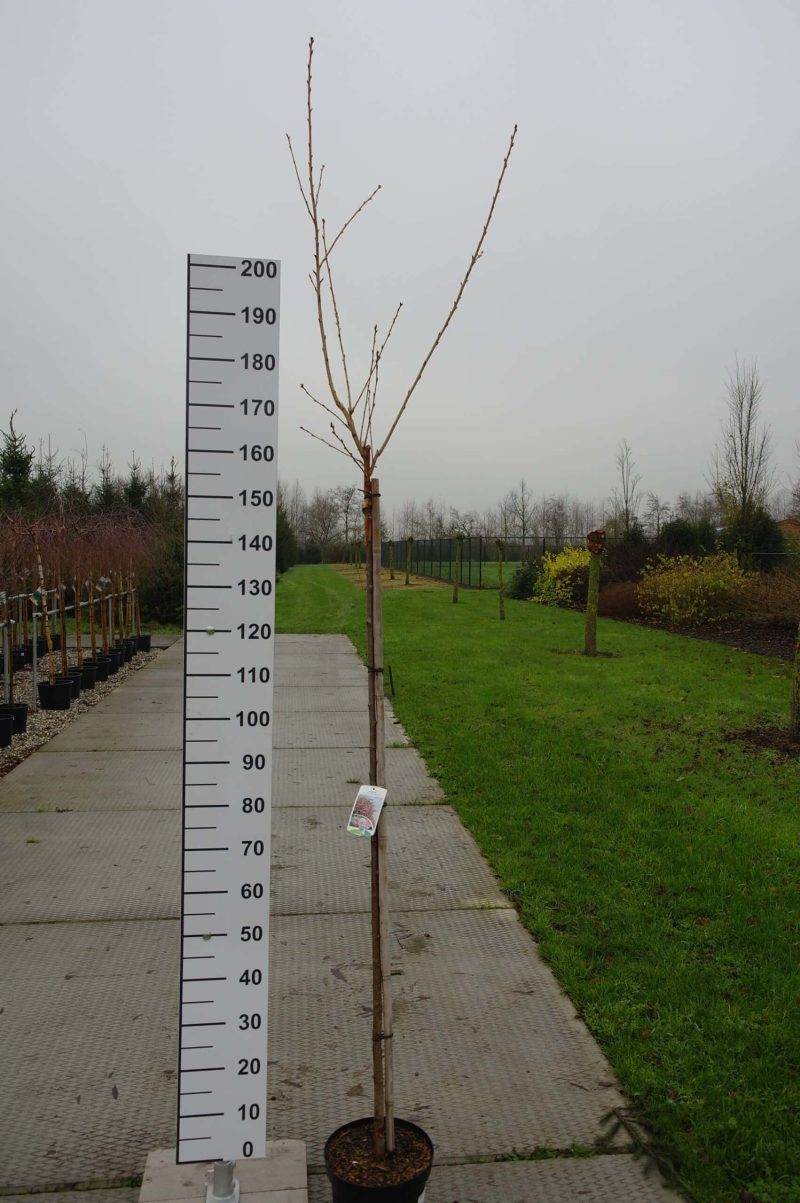 Prunus Ser. 'Pink Perfection'