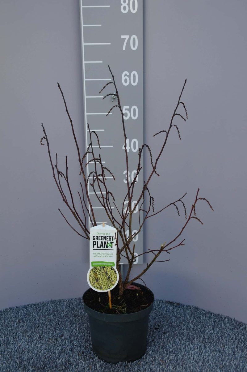 Stachyurus chin. 'Celina'