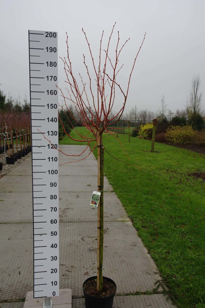 Tilia Cordata 'Winter Orange'
