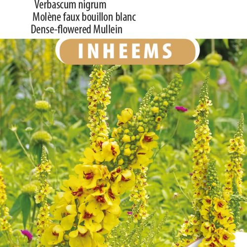Zwarte toorts
