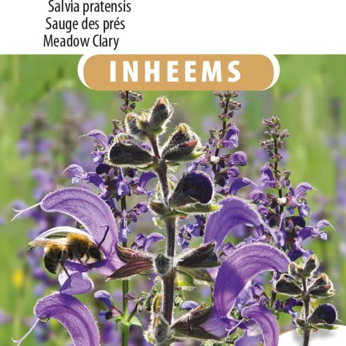 Veldsalie