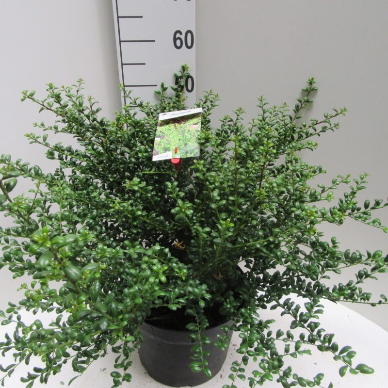 Ilex Crenata 'Convexa'