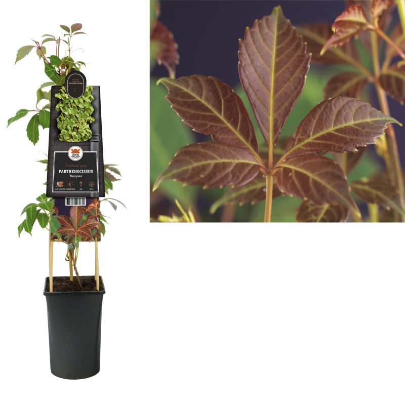 Parthenocissus 'Engelmannii' - Wilde Wingerd