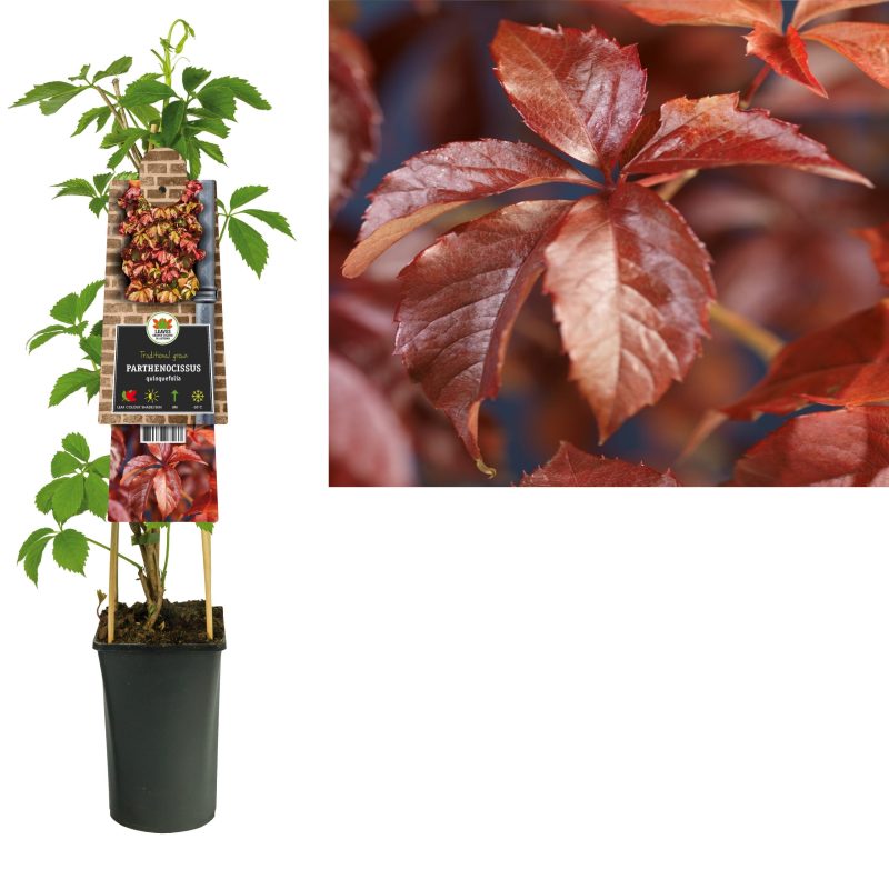 Parthenocissus Quinquefolia- Wilde Wingerd