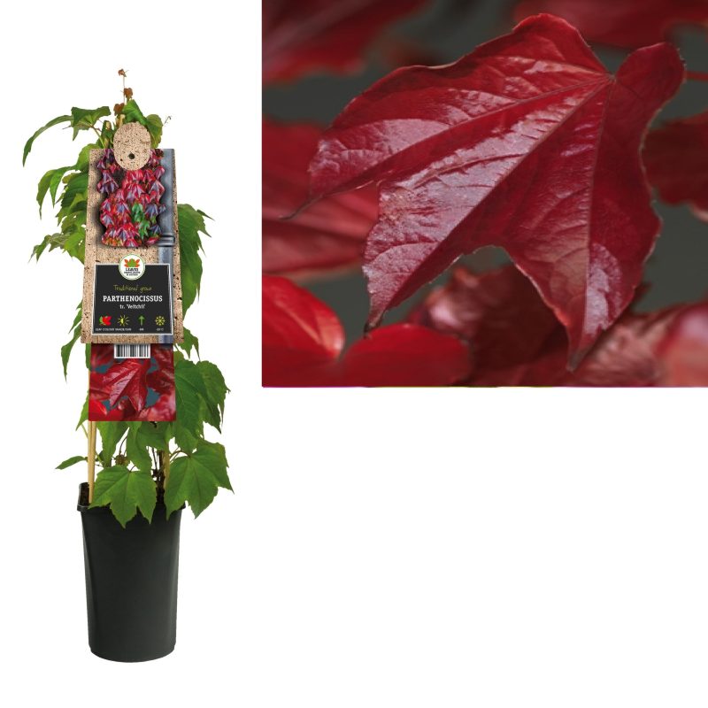Parthenocissus tr. 'Veitchii'- Wilde Wingerd