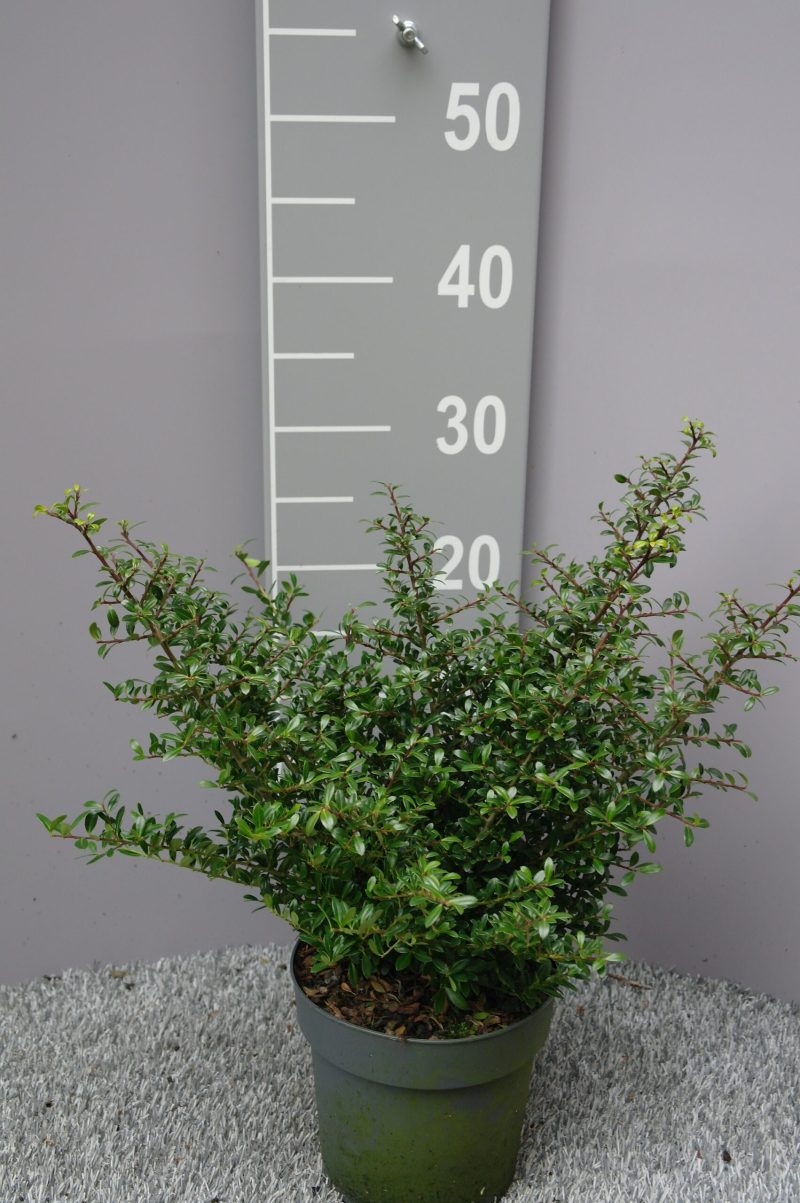 Ilex Crenata 'Stokes'