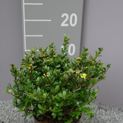 Japanse Hulst (Ilex Crenata ‘Dark Green’)
