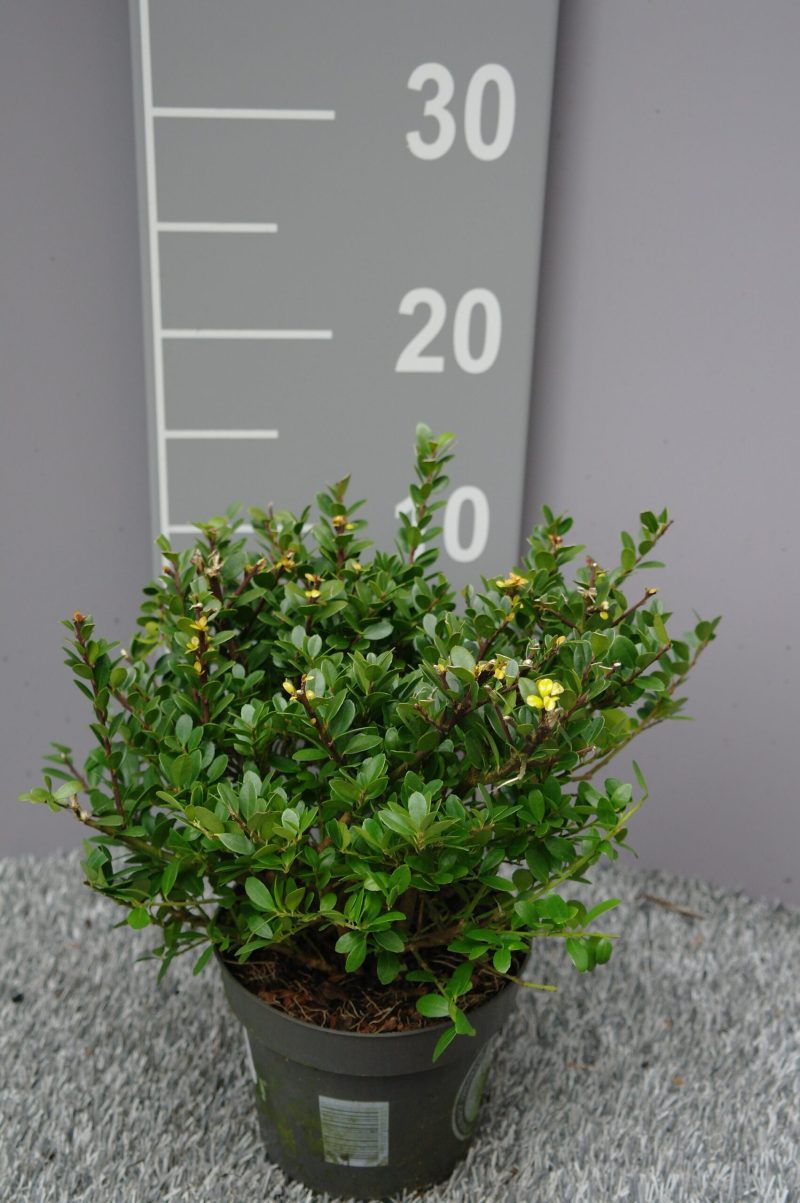 Ilex Crenata ‘Dark Green’