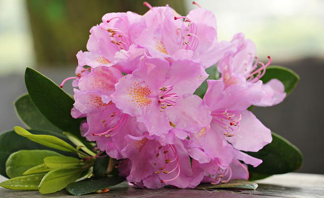 Azalea bemesten