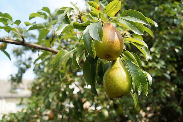 Bemesting van een fruitboom