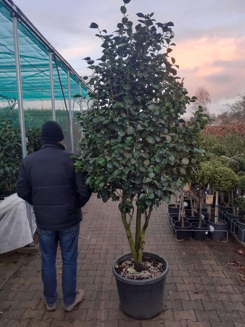 Camellia Japonica multistam 300 cm