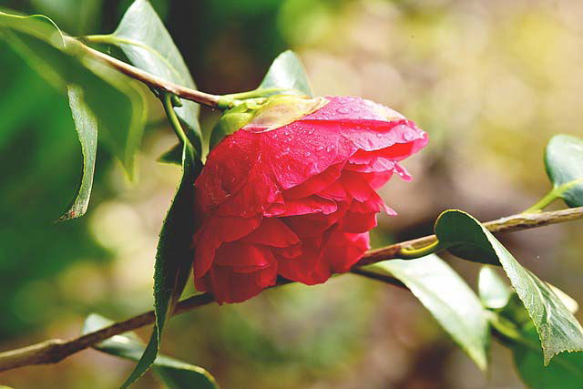 Camelia verzorgen