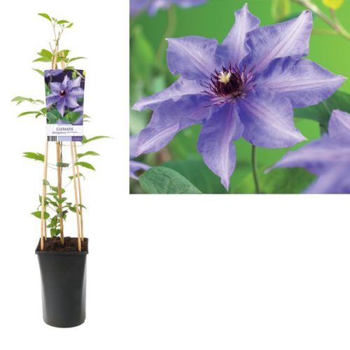 Clematis 'Köningskind'