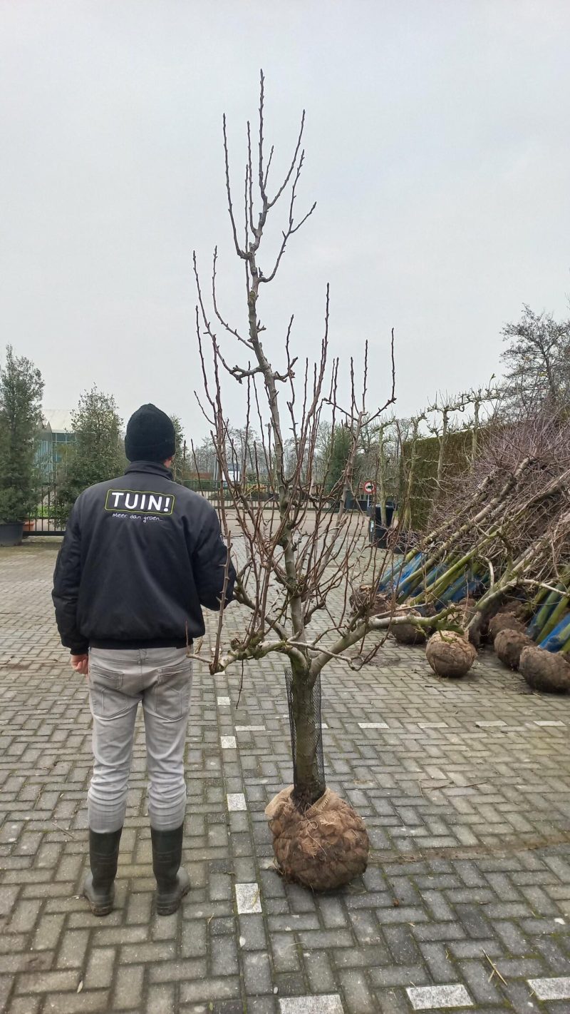 Pyrus communis 'Conference' perenboom
