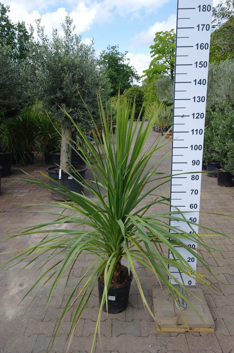 Cordyline Indivisa