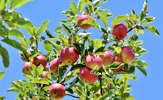 Fruitbomen bemesten