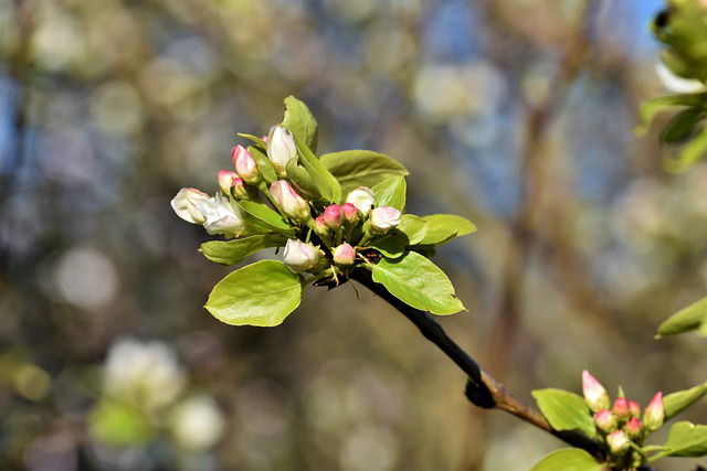 Fruitboom planten