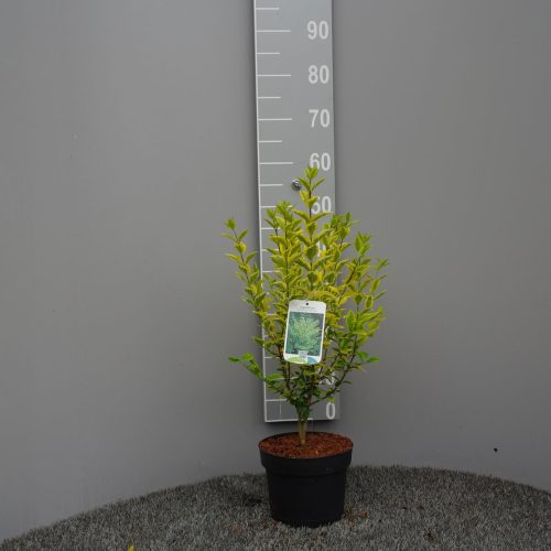 Ligustrum Ovalifolium Aureum