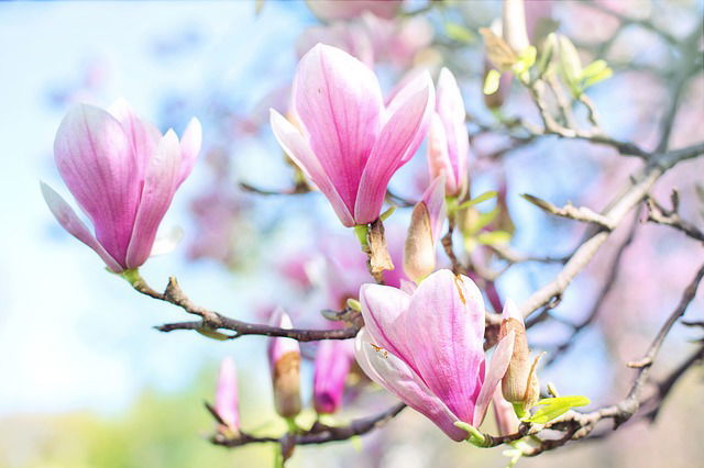 Magnolia verzorging