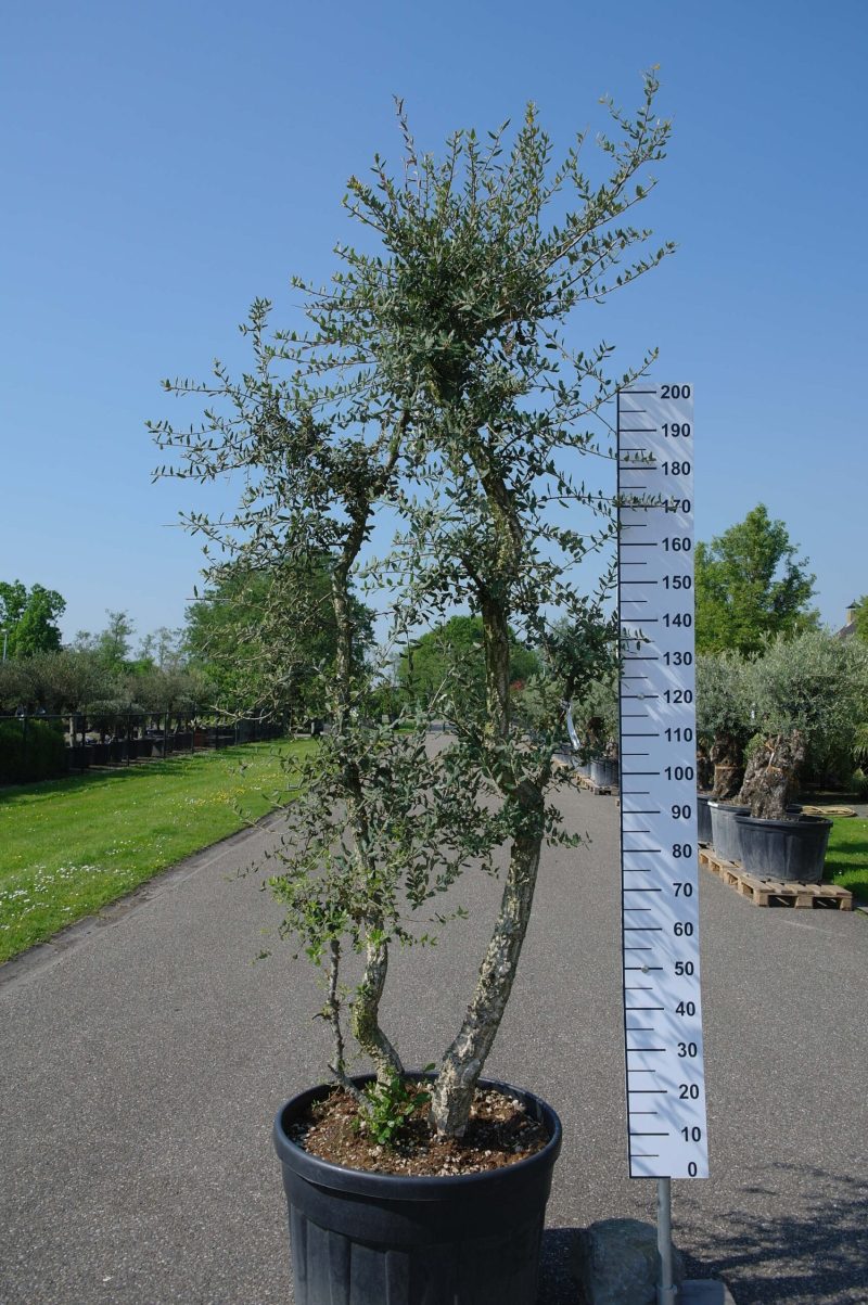 Quercus Subur - Kurkeik meerstammig