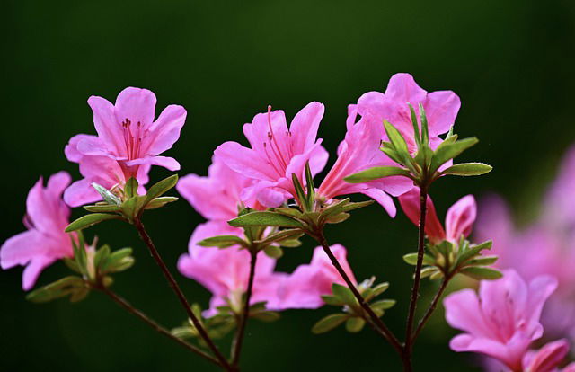 Rhododendron bemesten