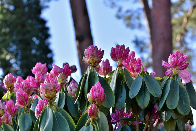 Verzorgen van Rhododendrons