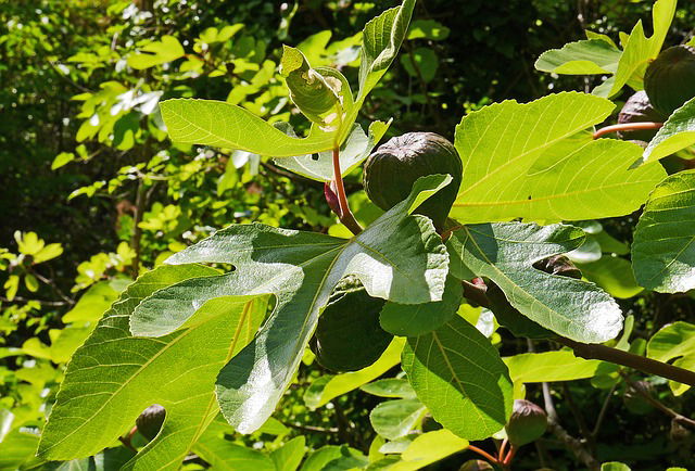 Vijgenboom onderhouden (winter)