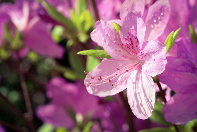 Winterbescherming azalea
