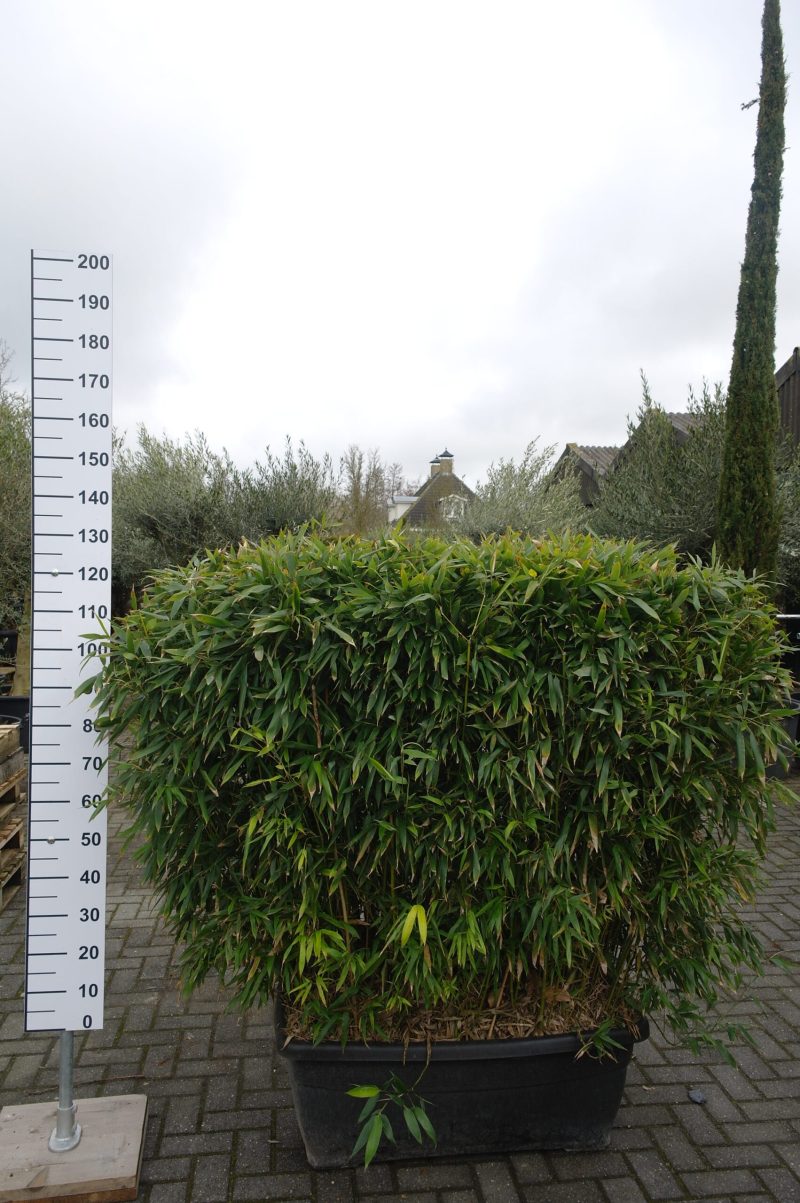 Bamboe Phyllostachys Aurea in bak