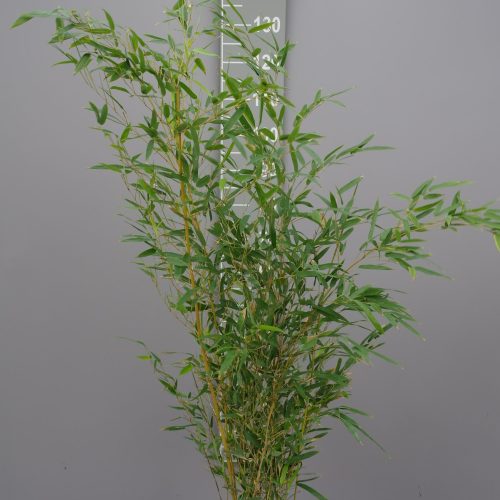 Bamboe Phyllostachys Aureocaulis