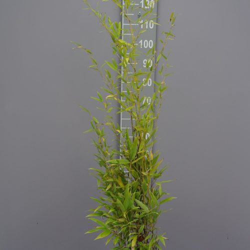 Bamboe Phyllostachys Nigra