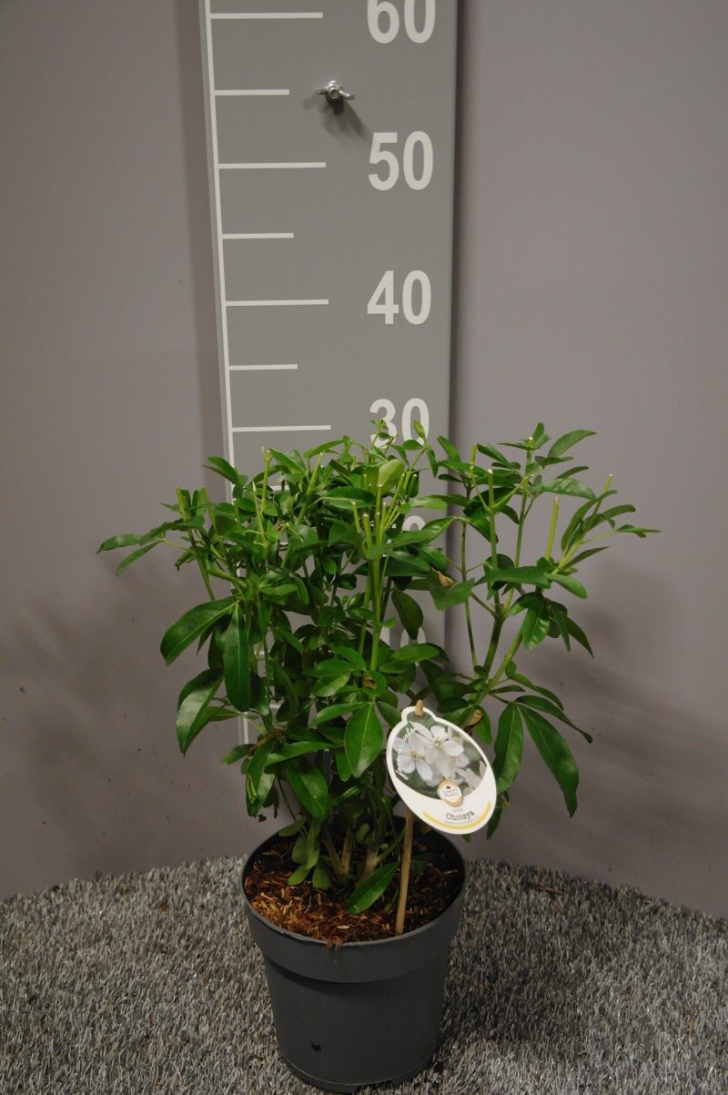 Choisya ternata